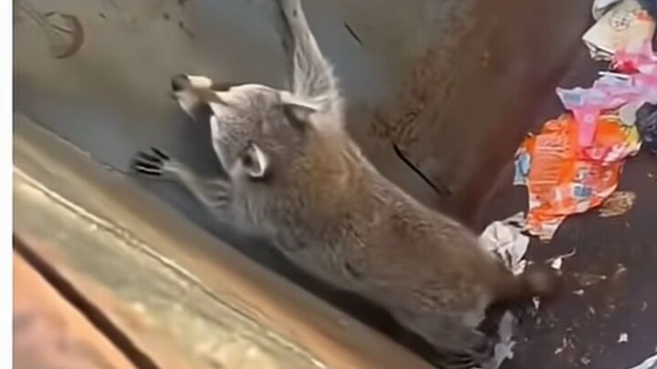 Raccoon: There are still more kind people ❤