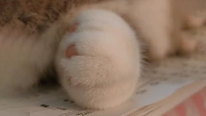 Setiap kali kamu makan satu buah manggis, seekor kucing kecil kehilangan jiojio-nya.