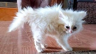 Best Funny Animal Videos Of The 2023 🤣 - Funniest Cats And Dogs Videos 😺😍