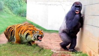 30 Times Animals Messed With The Wrong Opponent !