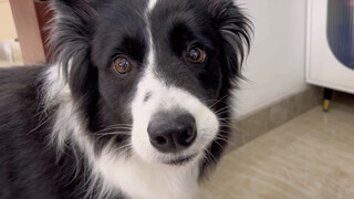 Pretend to make a sound to protect the food and see how the puppy reacts
