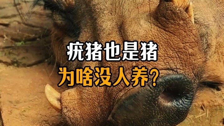 ทำไมหมูป่าหนามไม่มีใครเลี้ยงล่ะ?