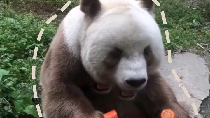 130 second ASMR of pandas eating. Relieve your stress with this super soothing experience!