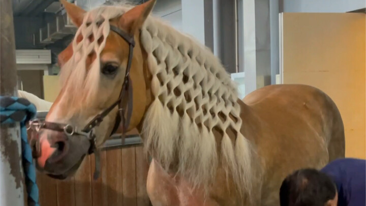 Làm thế nào để tết tóc cho ngựa?