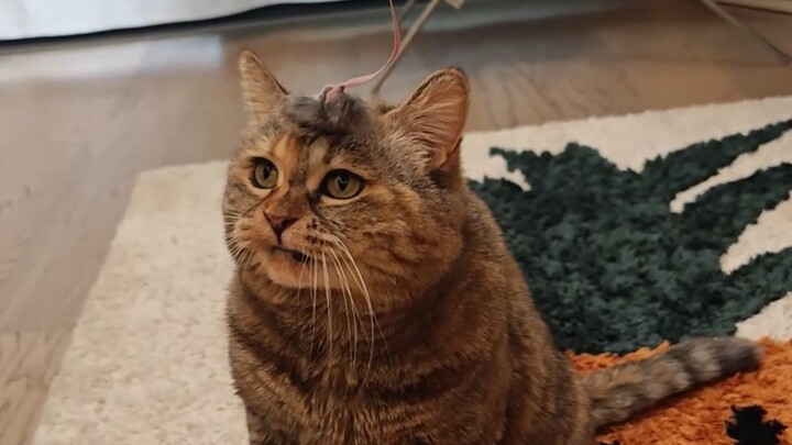 Guangdang's Sports Insights