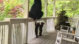 دب صغير يرد الجميل، الدب الصغير يعود لزيارة منقذه بعد إنقاذه