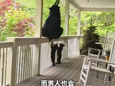 一只报恩的熊宝宝，熊宝宝被救助后回来看望恩人