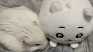 Nuôi đến mức thực sự rồi