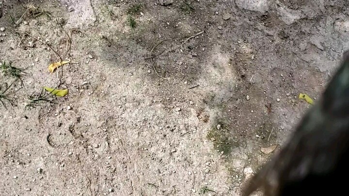 Pulang Latom VS. Balaw(weekly sparring)