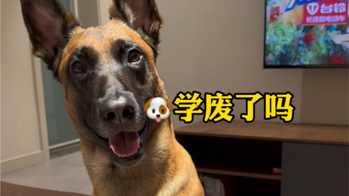 It’s acting less and less like a dog.