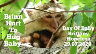 Day Of Baby Brittany Hopeless 29 07 2020,Brinn Hurt​ to Hug Baby Very Sad, Pitiful Both of Monkeys