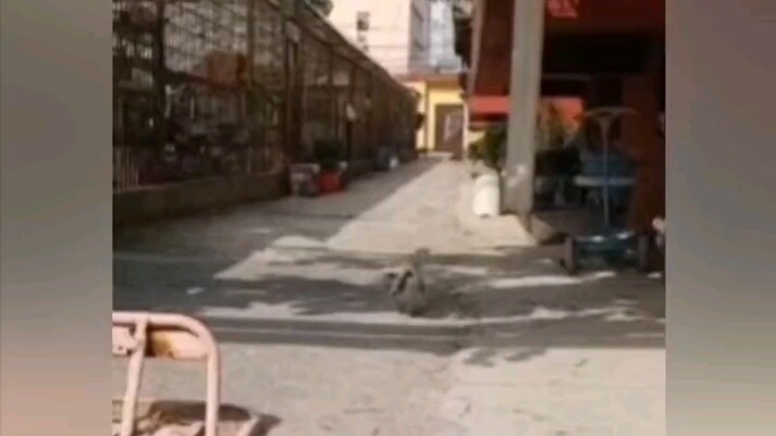 This dog is basically a lost cause—what do you all think?