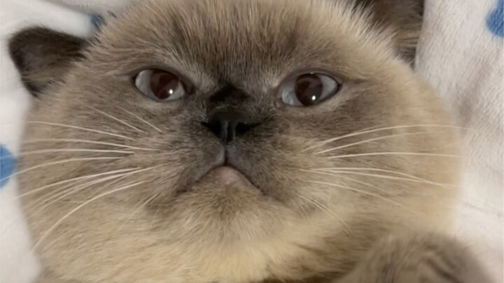 I’ve turned my kitten black!