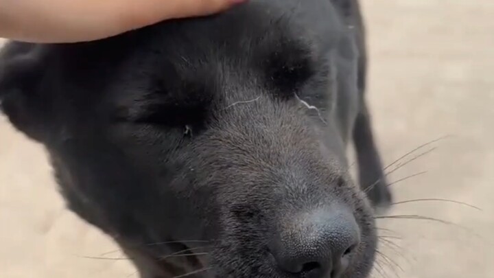 ตอนทำงานก็อยากลูบหมาจังเลย