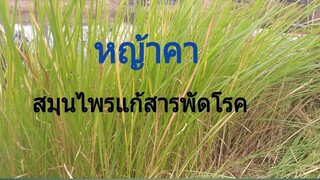 หญ้าคาสรรพคุณครอบจักรวาลจริงๆ แก้ได้สารพัดโรค /โดยฮอยไทยอีสาน