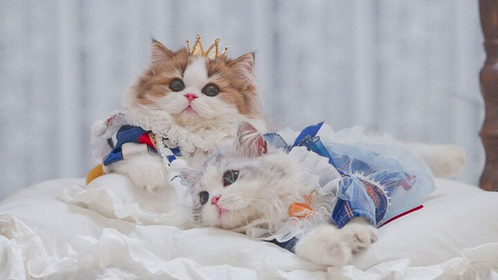 Spent 2,000 yuan to take a pet wedding photo of my cat at home.
