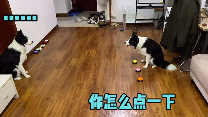 หมาฝึกหมากันยังไง…