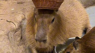 คุณคิดว่า Capybara คืออะไร เทียบกับ Capybara จริงๆ แล้วคืออะไร