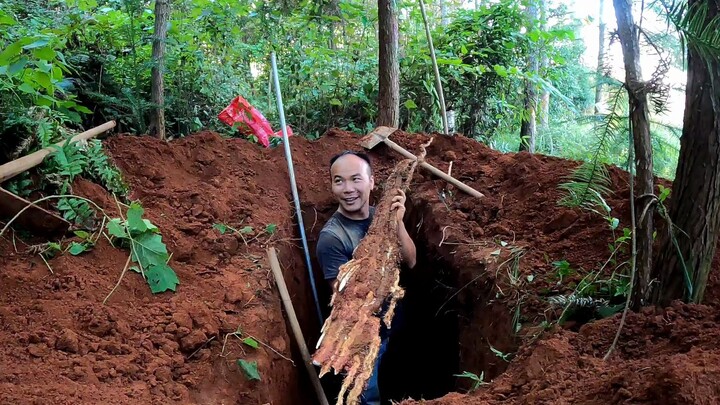 So impressive! Digging more than two meters deep—taller than a person—it's totally worth the effort 