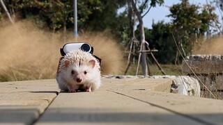 The POV of a hedgehog... so comfortable!