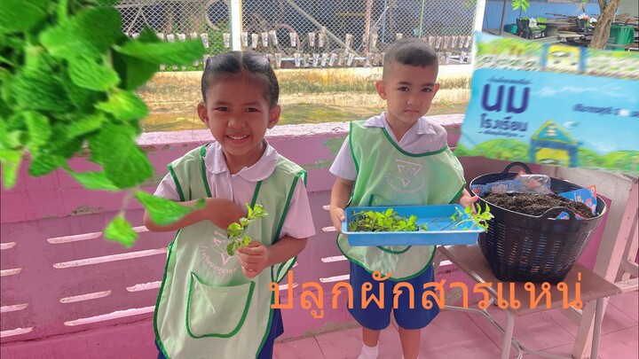 การปลูกผักสะระแหน่ อนุบาล 1