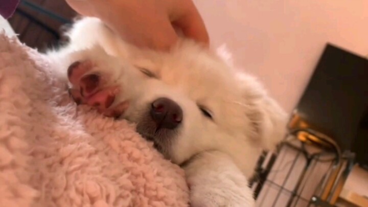 Little Samoyed cures sadness～