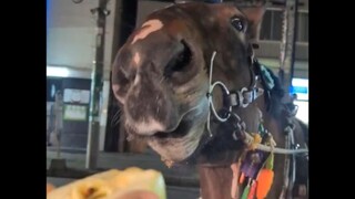 Apel di kota memang lebih enak