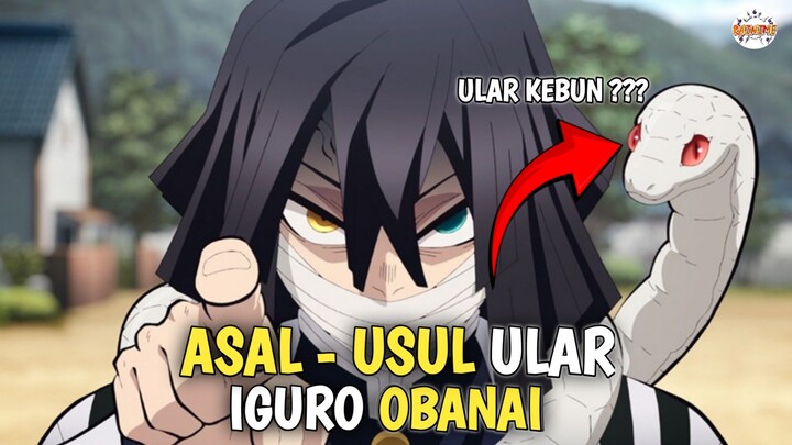 BEGINI CARA MEREKA BERTEMU! ASAL USUL ULAR OBANAI IGURO DEMON SLAYER