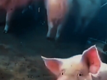 Dù em có biến thành heo, anh vẫn có thể nhận ra em ngay trong đàn heo.