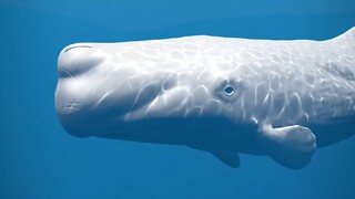 鲸鱼的呕吐物价值千金