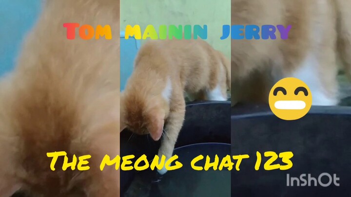 Kucing VS Tikus #kucinganggora #kucingOren #KucingVsTikus