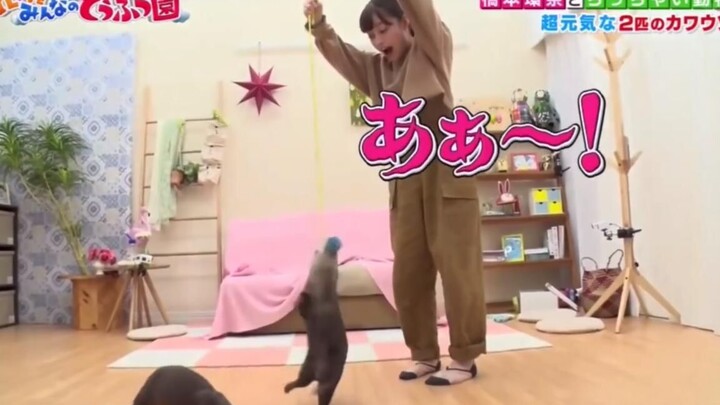 Kanna Hashimoto and Her Otters at Home
