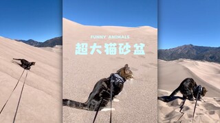 ไปเล่นในกระบะทรายแมวขนาดใหญ่สุดๆ กันเถอะ 🐱