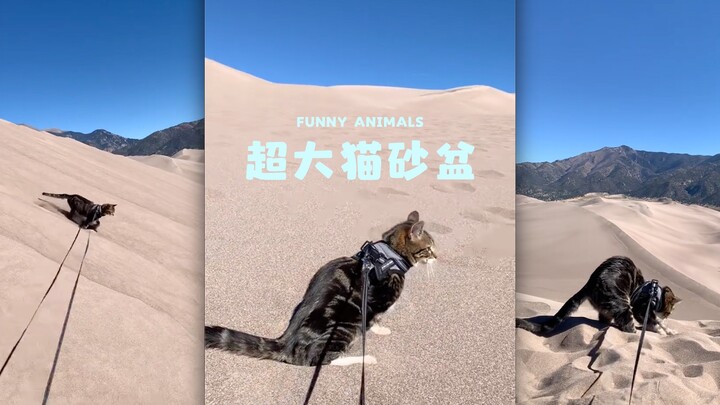 Let's head to the super-sized litter box and have some fun! 🐱