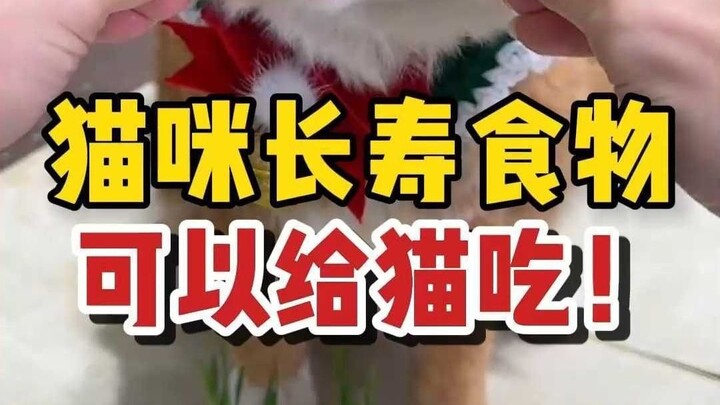 Foods that can help cats live longer—save this now!