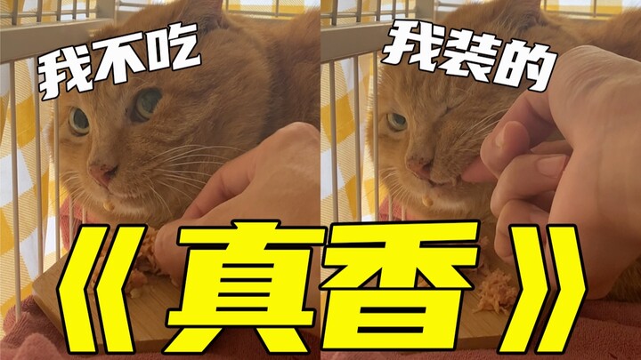 Kucing oranye besar yang mogok makan memeragakan adegan “tampaknya enak”! Bagaimana cara menangani k