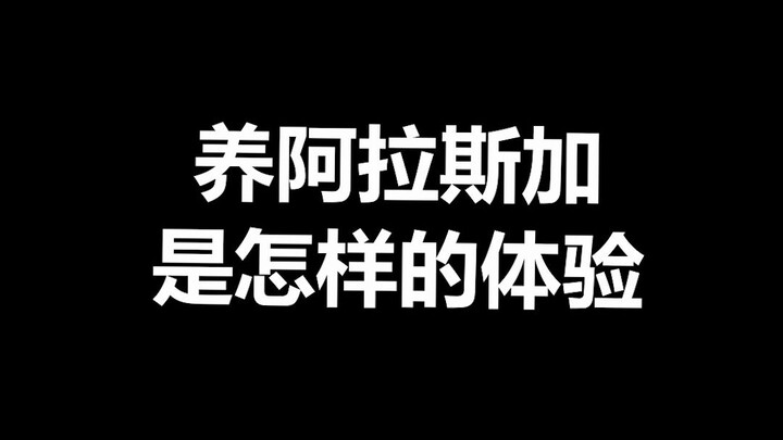 Fakta Menarik tentang Hewan Peliharaan: Seperti Apa Rasanya Memelihara Anjing Alaska?