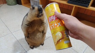 Groundhog eating potato chips