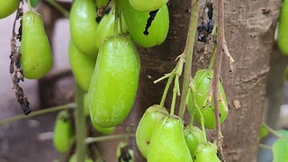 eba fruit