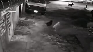 كلبان يريدان ضرب كلب آخر، فماذا حدث في النهاية...؟