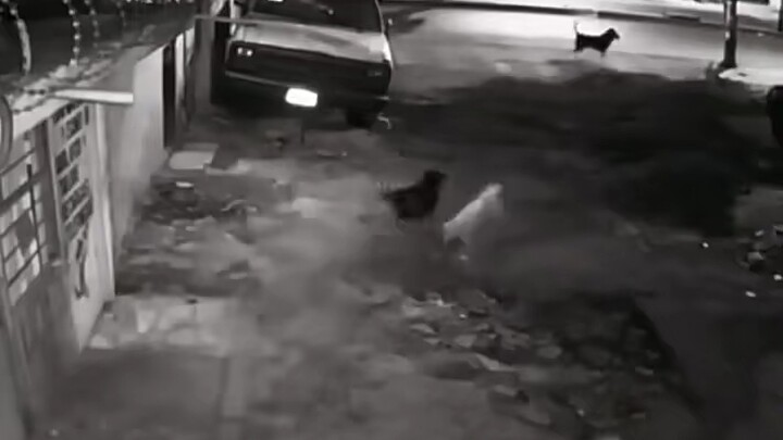 Two dogs tried to fight another dog, but in the end...