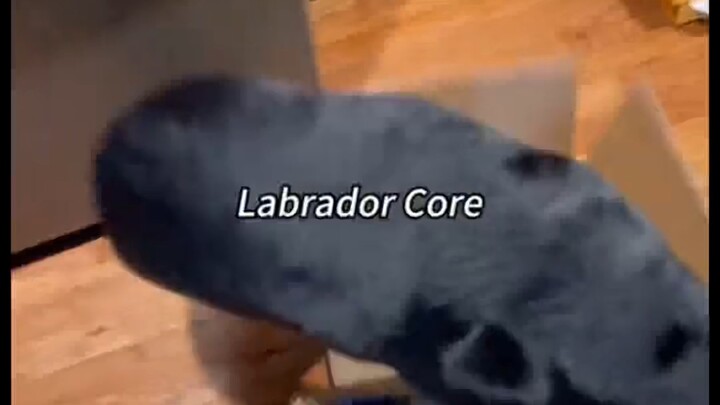 Anjing Labrador, seekor anjing gemuk yang memadukan sifat jujur, rakus, dan wajah murung dalam satu 