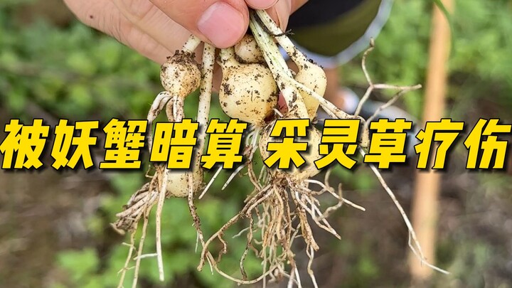 《回乡修仙日记》第四回：被妖蟹暗算，采灵药疗伤。90后小伙被逐出宗门，无奈回乡修仙。在家族的支持下，如何才能挣脱命运枷锁，超凡入圣？请诸位道友助力我护法疗伤！