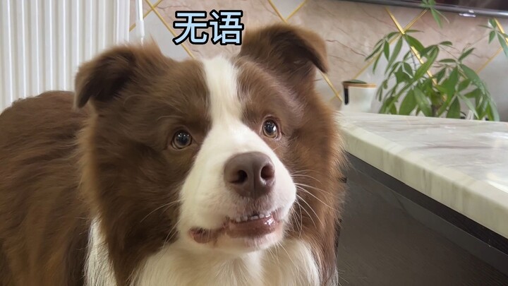 สุนัขตัวเล็กทำหน้าแบบนี้คืออะไร?