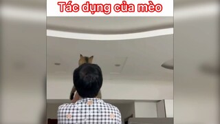 Tác dụng của mấy con mè