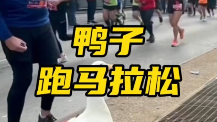 Vịt cũng có thể chạy marathon và còn nhận được huy chương hoàn thành đường đua #CộngĐồngMarathon #Ch