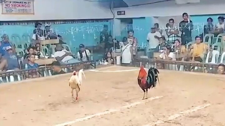 whitechoco 5yrs vs 3yrs cock. #3xwinner #whitechoco