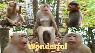 Wonderful..! Young Mother​ Monkey Rose Sitting With Beautiful Place, How Monkey Make Your Feeling?
