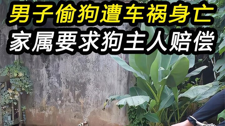 Man Dies in Car Crash After Stealing a Dog; Family Demands Compensation from Dog Owner: “That’s One 