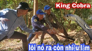 Kinh Hoàng Săn Bắt Ẩm Thực Vùng Cao Phát Hiện Ổ Rắn Hổ Mang Giữa Rừng Sâu | King Cobra